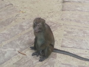 macaque close encounter