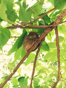 tarsier Bohol