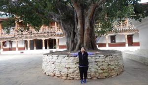 punakha-banyan-tree